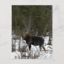 Buscar alces postales Vida silvestre