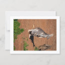 Buscar canguros postales Fauna de australia