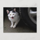 Buscar bigote postales General y unisex