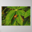 Buscar rana verde posters Fauna