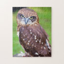 Buscar búho marrón puzzles Adorable