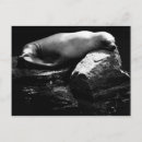 Buscar león blanco negro postales Animal