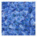 Buscar olvide fotografía Azul