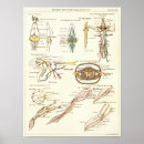 Buscar biología Anatomía