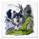 Buscar malamute fotografía Malamuta