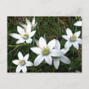 Buscar flores blancas postales Bonito