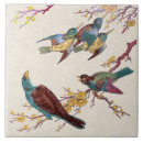 Buscar birds azulejos Para todos