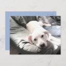 Buscar el mejor amigo del hombre postales Amigos