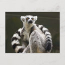 Buscar lemur postales Lindo