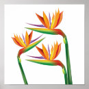 Buscar flor hawaiana posters Verano