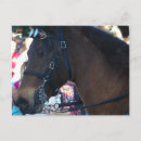 Buscar caballo árabe postales Arábigo