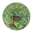 Buscar mariposa monarca tablas cortar Para todos