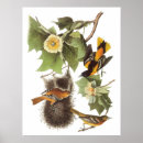 Buscar pinturas realistas posters Pájaro