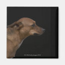 Buscar cólera fotografía Animales domésticos