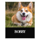 Buscar corgi lindo posters Animal