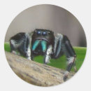 Buscar saltando pegatinas Araña