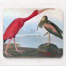 Buscar audubon ibis Pintura del pájaro