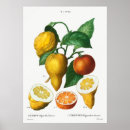 Buscar naranja amargo Cítrico