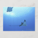 Buscar marianas postales Agua