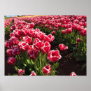 Buscar tulipán rojo y blanco posters Tulipanes