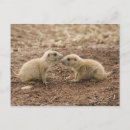Buscar día de la marmota postales Naturaleza