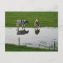 Buscar pasto postales Agua