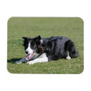 Buscar fijación imanes Collie frontera