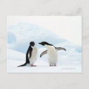Buscar pingüinos postales Amor