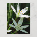 Buscar estrella de belén postales Flor