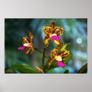 Buscar orquídea del cattleya posters Orquídeas