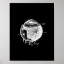 Buscar ojo humano posters Anatomía