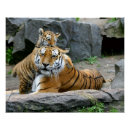 Buscar grandes felinos posters Naturaleza