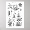 Buscar vintage botanical arte Plants