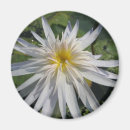 Buscar waterlily imanes Lirio de agua