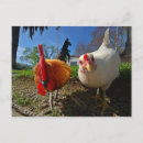 Buscar gallo y gallina postales Gallinas
