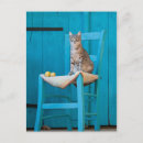 Buscar tabby azul postales 9 º gata