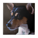 Buscar rata azulejos Perros