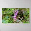 Buscar calypso Rosa