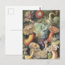 Buscar biología marina postales Ernst haeckel