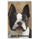 Buscar bostons Animales