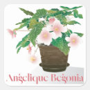 Buscar begonias pegatinas Planta