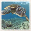 Buscar tortugas de mar posavasos Animal