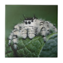 Buscar araña azulejos Animal