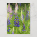 Buscar flor de estado de maine postales Primavera