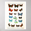 Buscar mariposas antiguas posters Retro