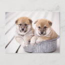 Buscar inu postales Animal