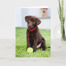 Buscar pelota de tenis tarjetas Perro
