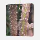 Buscar plantas adornos Naturaleza