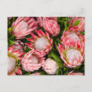 Buscar protea postales Rosa