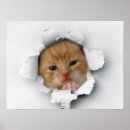 Buscar imágenes de gatos posters Imagen